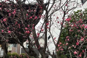 吉祥寺の十月桜